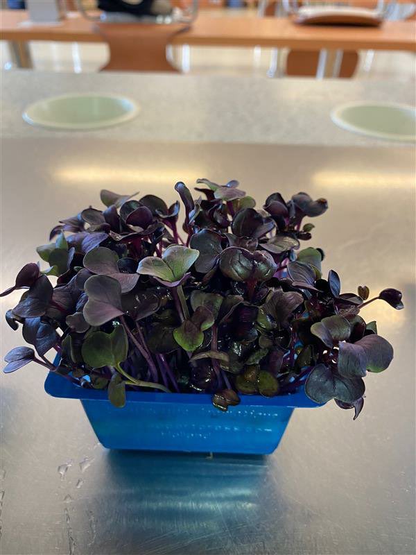 The first Essentia Koppert Cress mix delivered offshore, arrived safely! <a href="/koppertcressUK/">KoppertCress UAE-UK</a> <a href="/RonnieKelman1/">Ronnie Kelman</a> <a href="/Grahamsinger11/">Grahamsinger</a> @TheSosChef <a href="/FranckPontais/">Franck Pontais</a>