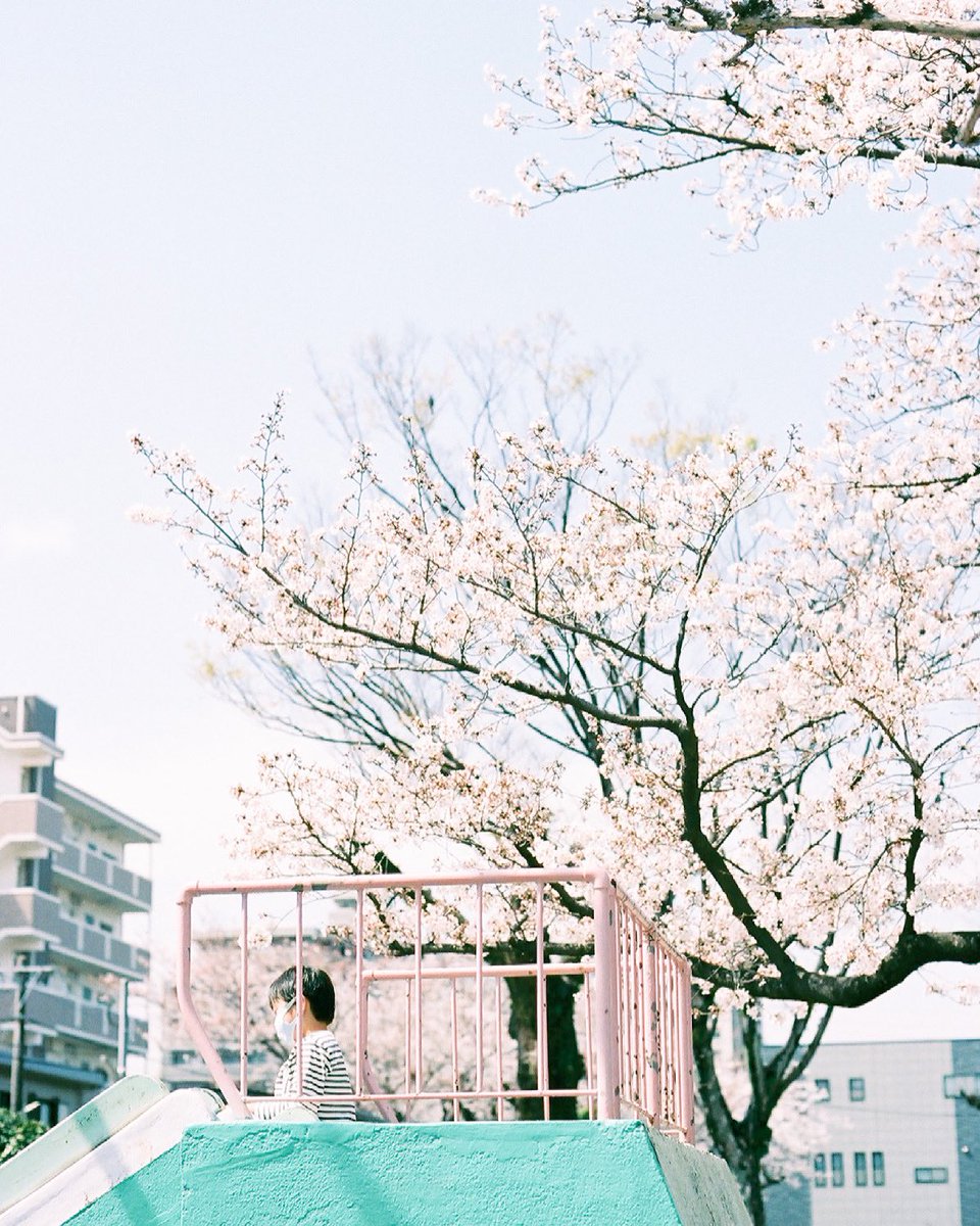 anpan97's tweet photo. 近所の公園に訪れた春
#桜 https://t.co/hsoKFpLcry