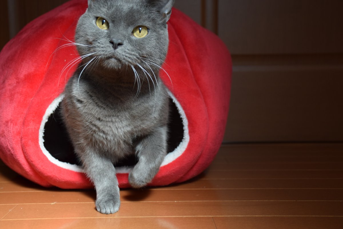 Midiariodelgato's tweet photo. Es la hora de comer😋
(It's meal time)

#Gato #ViviendoConGato #AmanteDeLosGatos #ClubDeGatos #FotoDeGato https://t.co/SmPJQE8Ih6