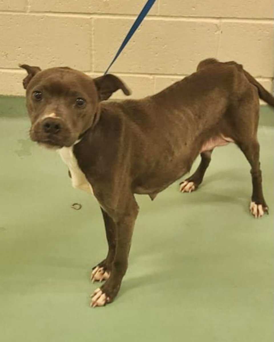 reddogsusie's tweet photo. #TN #MEMPHIS
🆘🆘SKIN &amp; BONES Minnie 1yo girl weighing just 26lbs, found struggling to survive on the streets of Memphis. How she would love a soft bed, nice dinners &amp; love for the rest of her life! Pls #ADOPT #PLEDGE #RESCUE #FOSTER #MASA4381 
https://t.co/87SI7HzwFz https://t.co/cALvUaeuIm