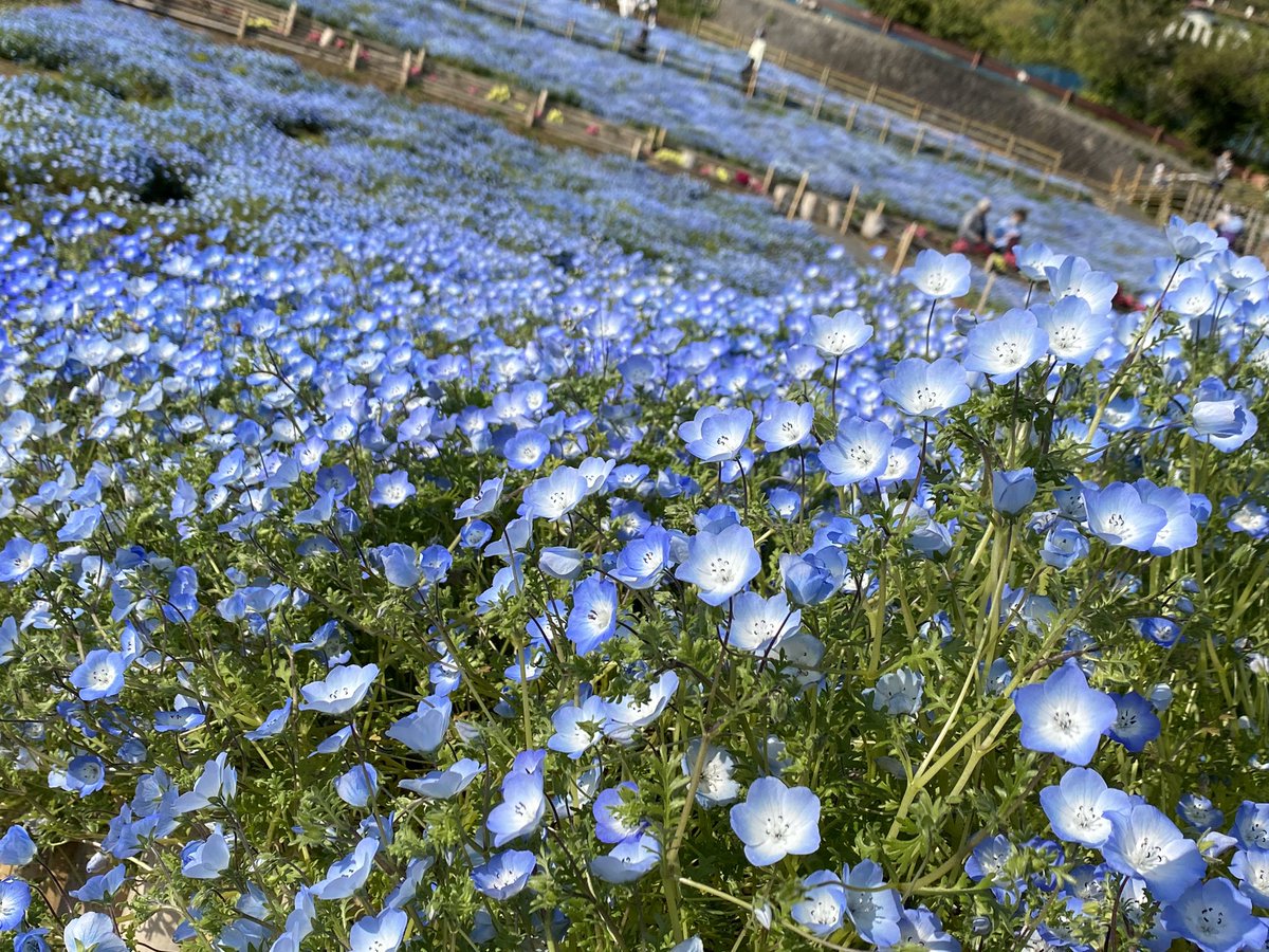 くーまんw7 ゆーたん あおいの 見に行ってきたよー ネモフィラ 神奈川県 くーまんw7 ゆーたん あおいの 見に行ってきたよー ネモフィラ 神奈川県