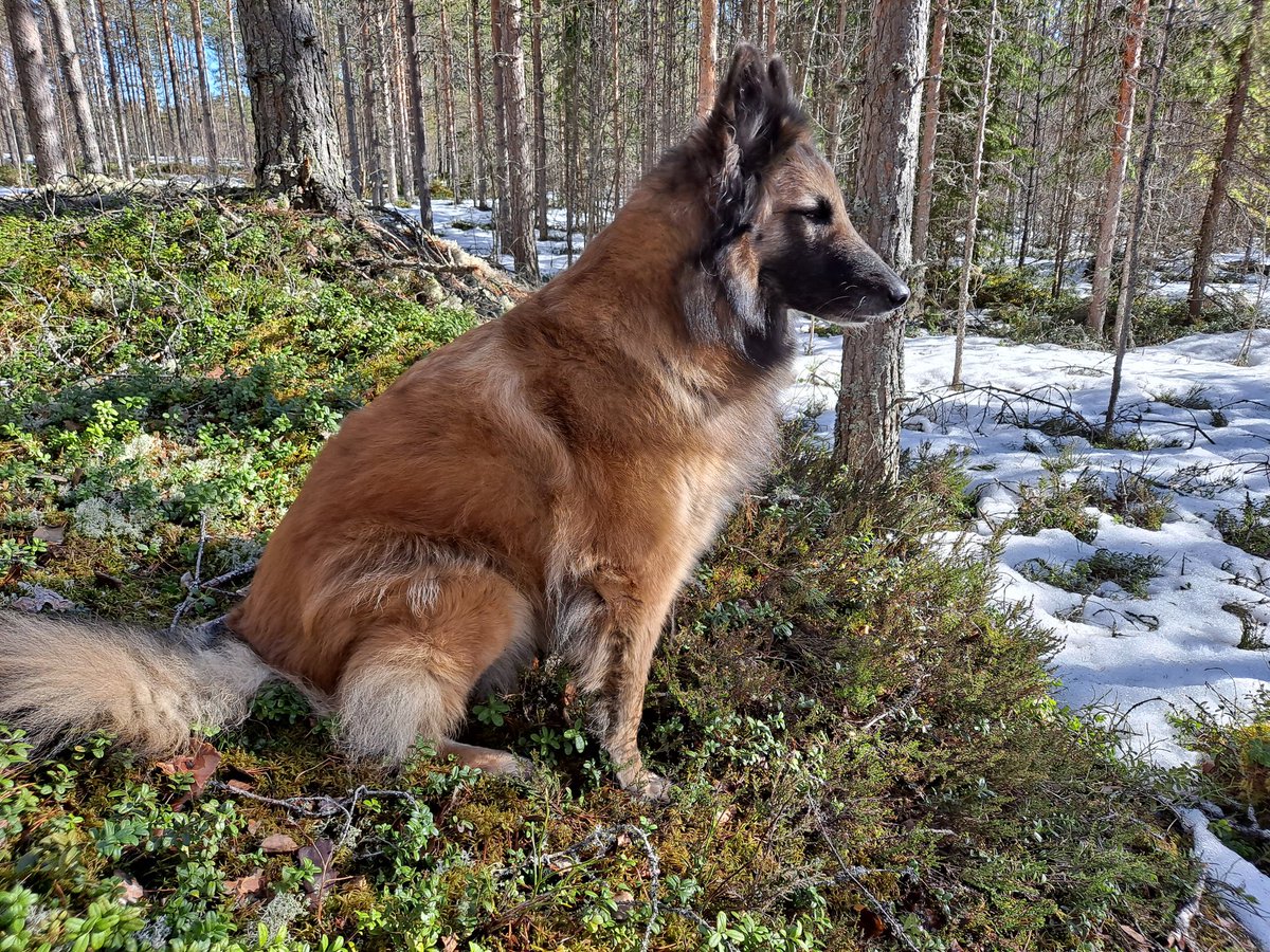 Ullapia's tweet photo. Mun "pentu" täytti eilen 7 vuotta🥰😍💕 #Suzy 💗 #FantasyFox #belgianpaimenkoira https://t.co/G1UjmfYufJ
