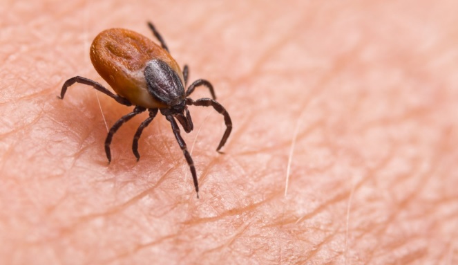 It’s time for a tick talk! Warmer weather means blacklegged ticks are back. Wherever you live, work or play, reduce your risk of Lyme disease by avoiding blacklegged ticks that can spread Lyme. Here’s what to do and look for: tinyurl.com/w48kp2u5
