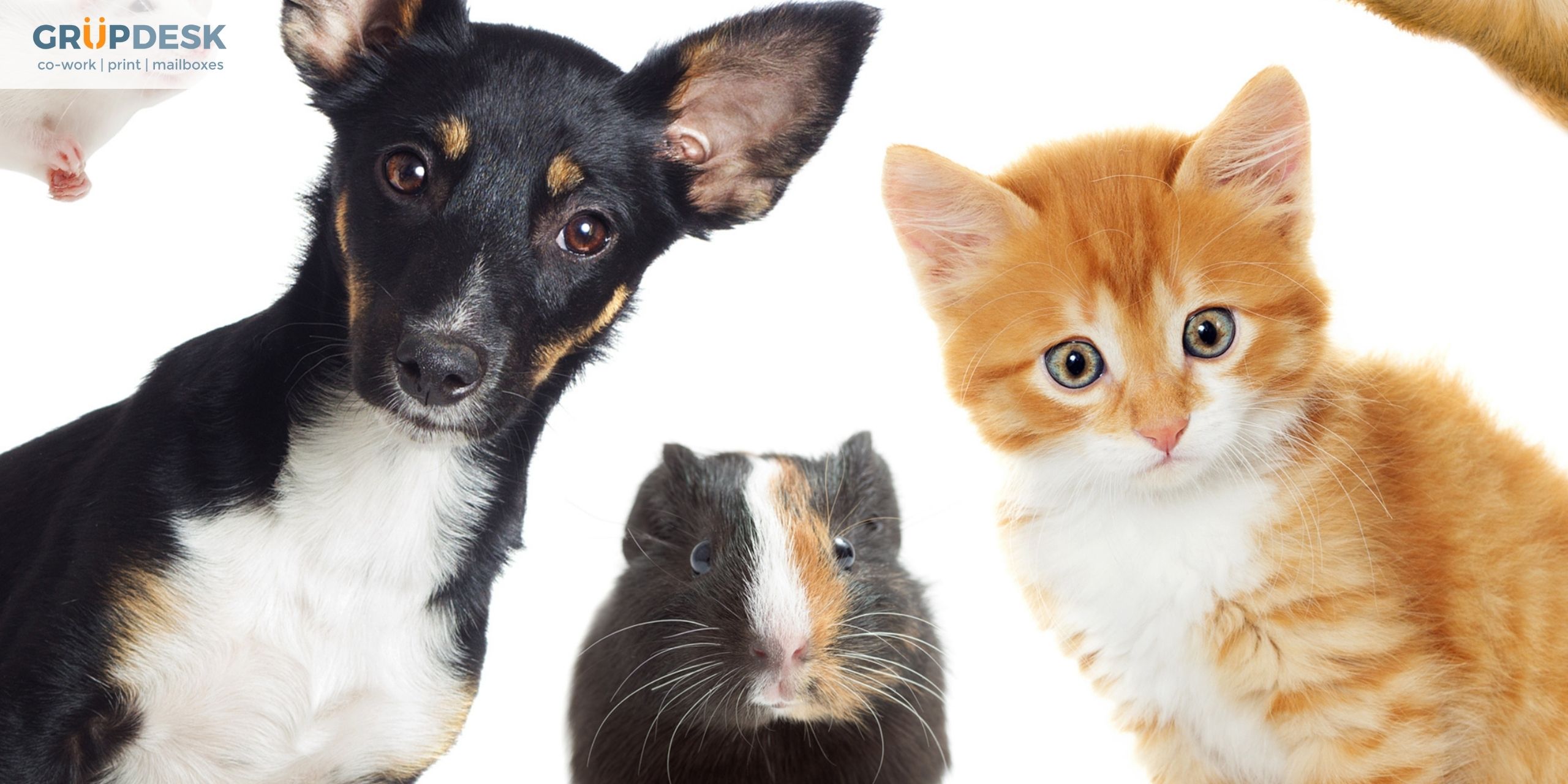 Grupdesk On Twitter Happy International Pet Day Https T Co Xbrlookau4 Twitter