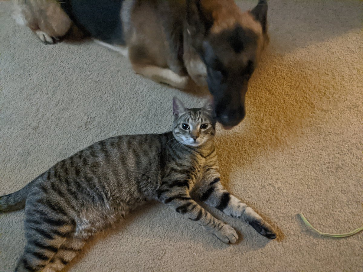 roaribenjamin's tweet photo. @ProjectLincoln Wookiee thinks we adopted Rocket to be his quarantine kitty. We don't have the heart to tell him otherwise 😹 #NationalPetDay https://t.co/8d4fNjCB1z