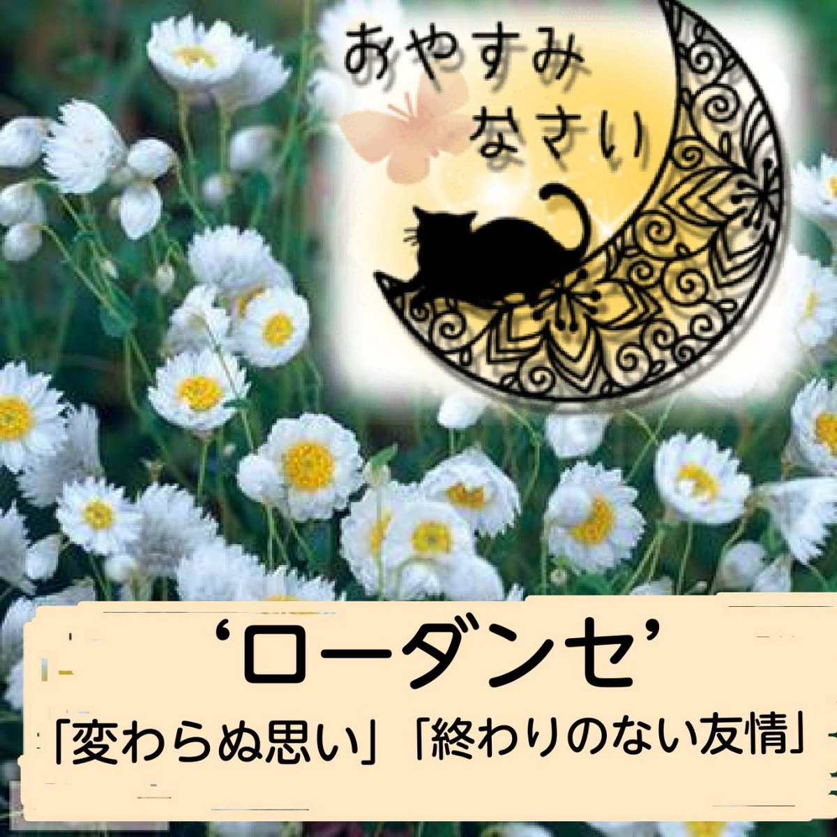竹島宏 Hiroshi Takeshima 公式 ローダンセ 白 花言葉は 変わらぬ思い 終わりのない友情 花の裏側の模様もオシャレ なんです ドライフラワー にもオススメです 今日も１日お疲れ様でした ひろネット 花便り 花言葉 花 花を贈ろう