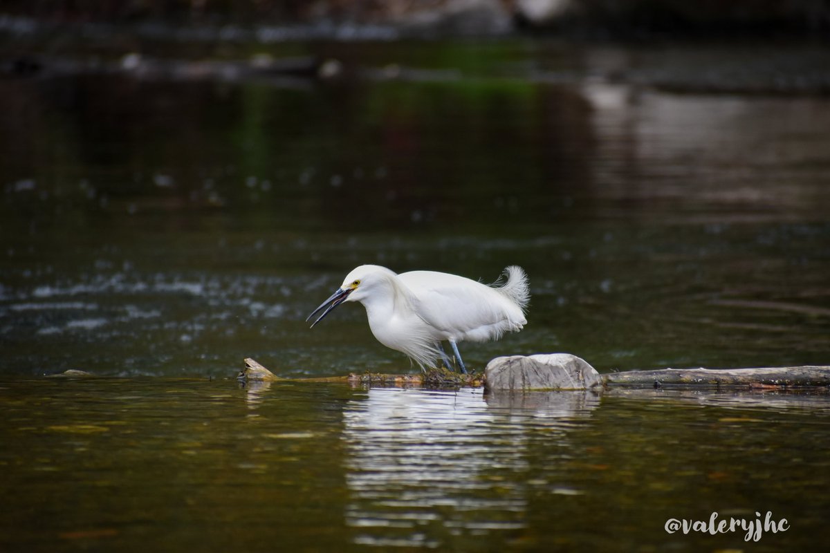 Garza dedos dorados/Snowy egret

#TwitterNatureCommunity #TwitterNature #Nikon #photography #Birds #birdwatching #birdphotography #BirdsSeenIn2021 #wildlifephotography  #wildlife #naturephotograpahy #MoreBirdsLessPolitics #naturelovers #NikonMx #Biodiversidad #Mexico