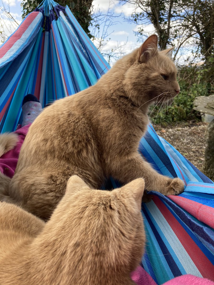 cronin_siobhan's tweet photo. I knew this wfh (working from hammock) was a bad idea. #CatsOfTwitter https://t.co/N7tJUGQpw3