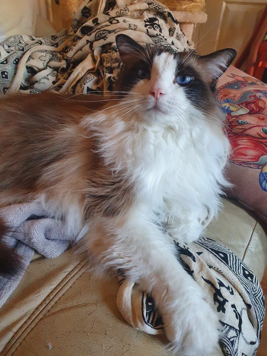 HudsonHicksCat's tweet photo. Happy #NationalPetDay https://t.co/kbvLgyQKc4