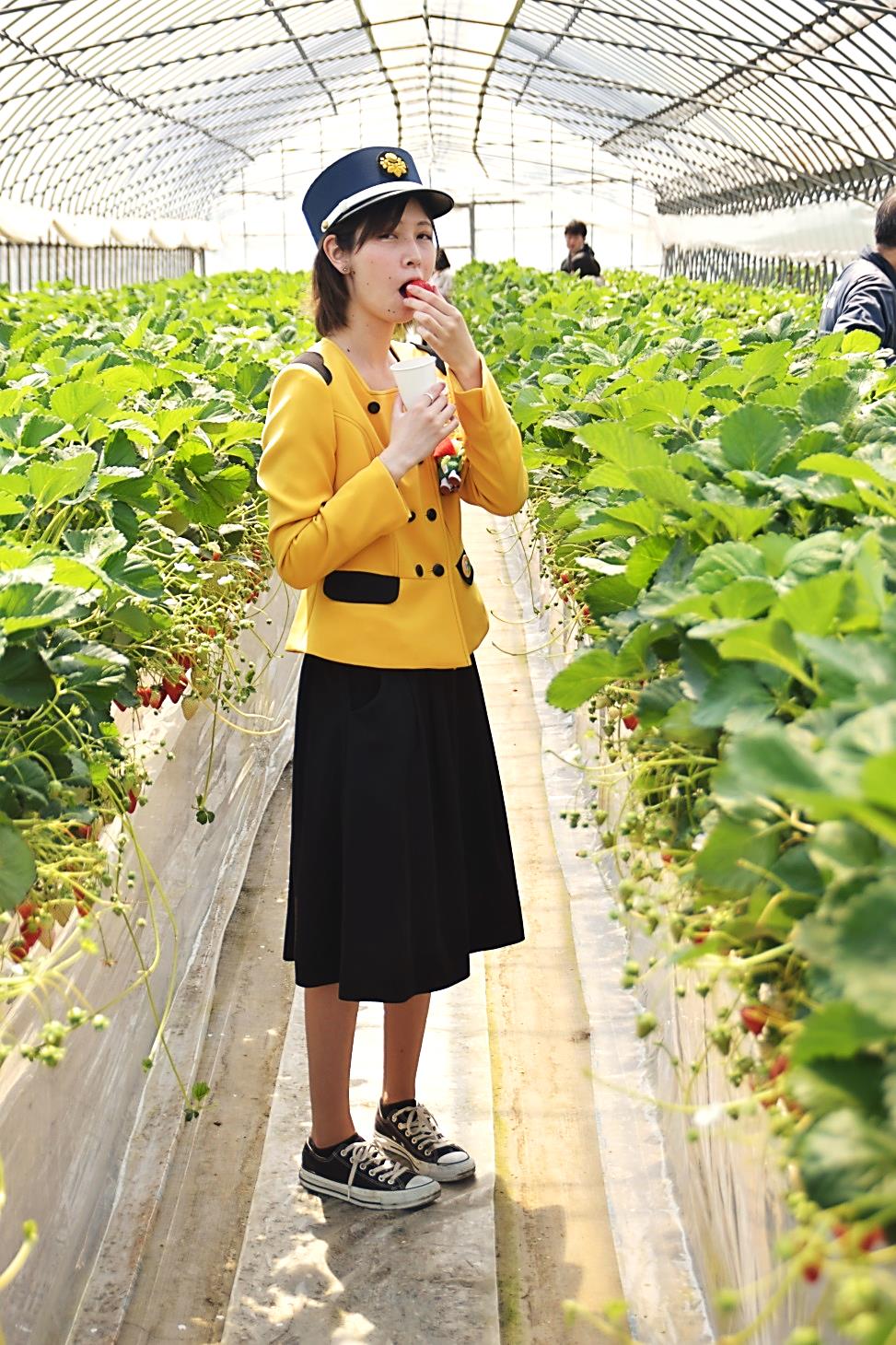 関鉄レールファンclub 公式 常総線でイチゴ狩り 県内のイチゴ狩りを調べると 30分食べ放題で1600円程度が相場 なんと下妻市の 大地 は フリーきっぷ利用なら割引の10円で楽しめる こんな低価格のイチゴ狩りは無い 持っててよかった 常総線1日