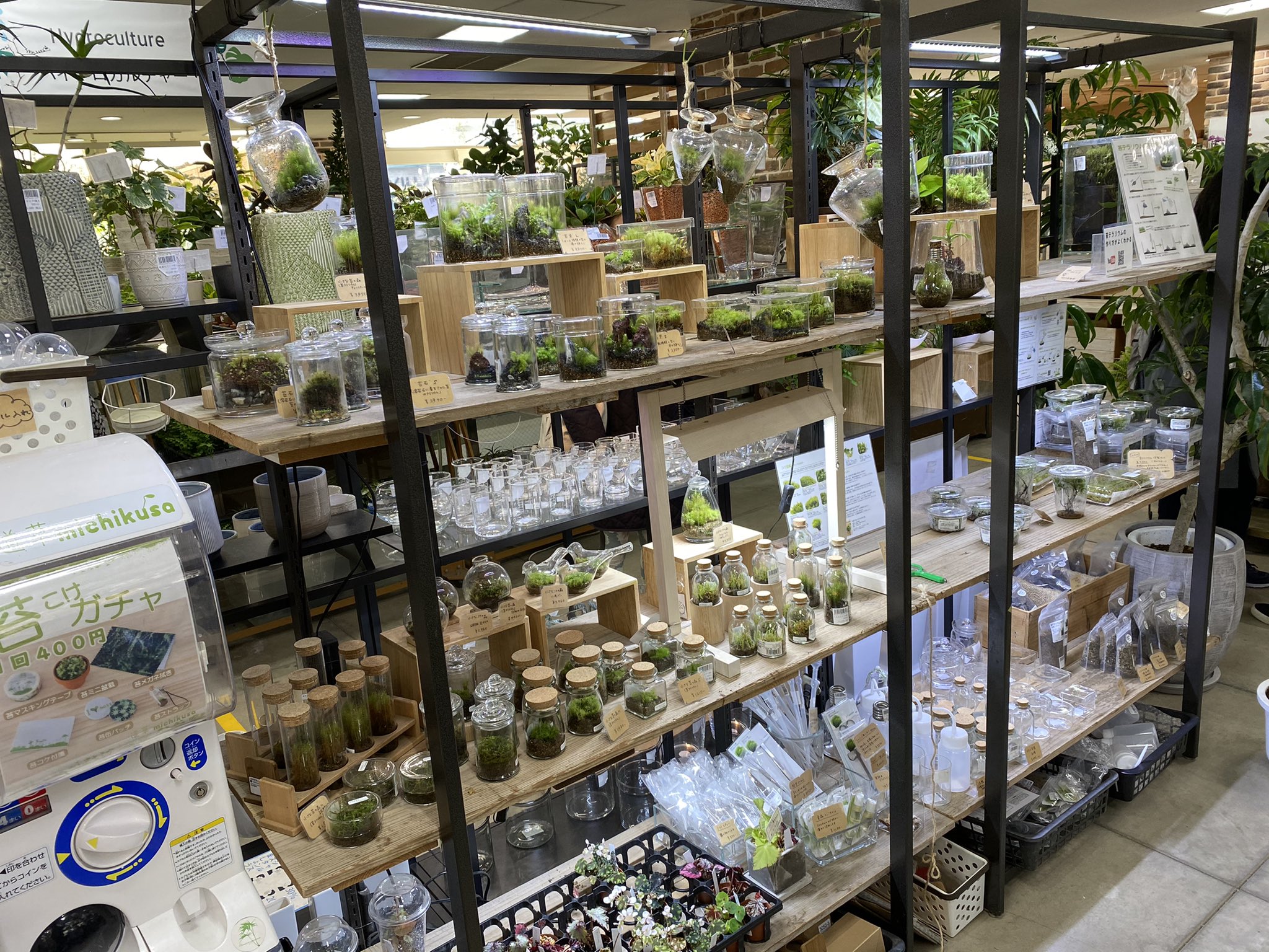 道草 Michikusa Youtube10万人感謝セール開催中 二子玉川プロトリーフガーデンアイランドの苔テラリウムコーナー 満タンに納品してきました 新作の小さな苔壁が置いてありますよ T Co Plckxqm9yp Twitter