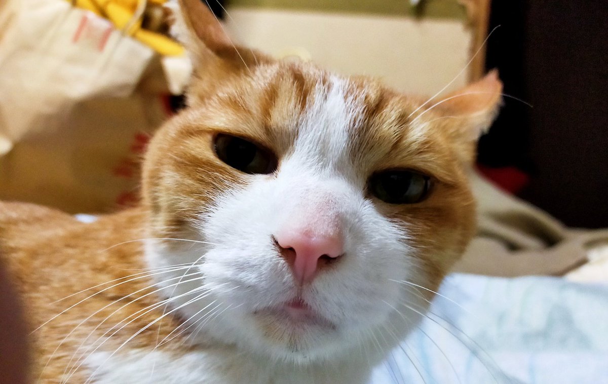 寝るよとーちゃん はいよ寝ます W Zzz 猫のいる暮らし 早寝早起 21 04 11 神楽坂ねこの郵便局というなまえのお店