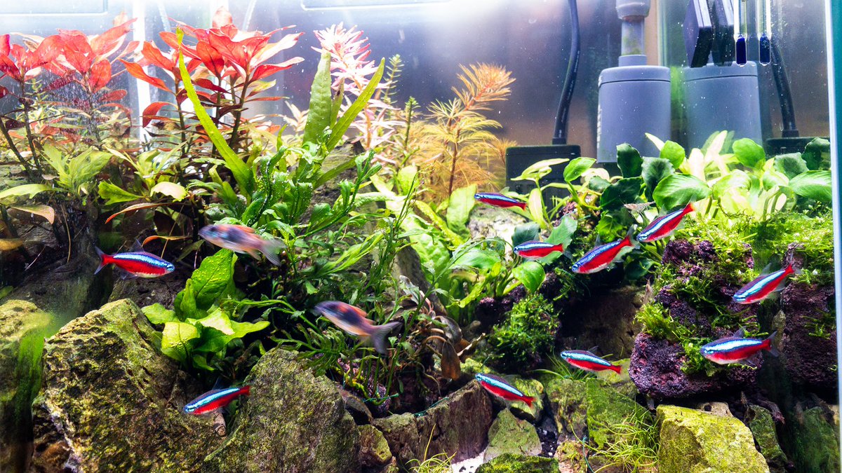 Nonko アクアリウム初心者 V Twitter 掃除 レイアウト変更 もはやコンセプトが分からないので 育成用として適当に配置しました あとco2拡散機をロタラの近くに変更 外掛フィルターがco2逃すからロタラがあまり育たないのではないかとの予想