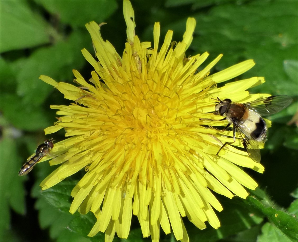 IMMAIreland's tweet image. #LongRead In this second Green Journal entry, Sandra Murphy from our Visitor and Engagement team, shares some tips on how to create a Wildflower Garden to help encourage Biodiversity in your garden.🌻🐝Read this new article here:  imma.ie/magazine/the-g…
 #IMMAOutdoors #IMMA30