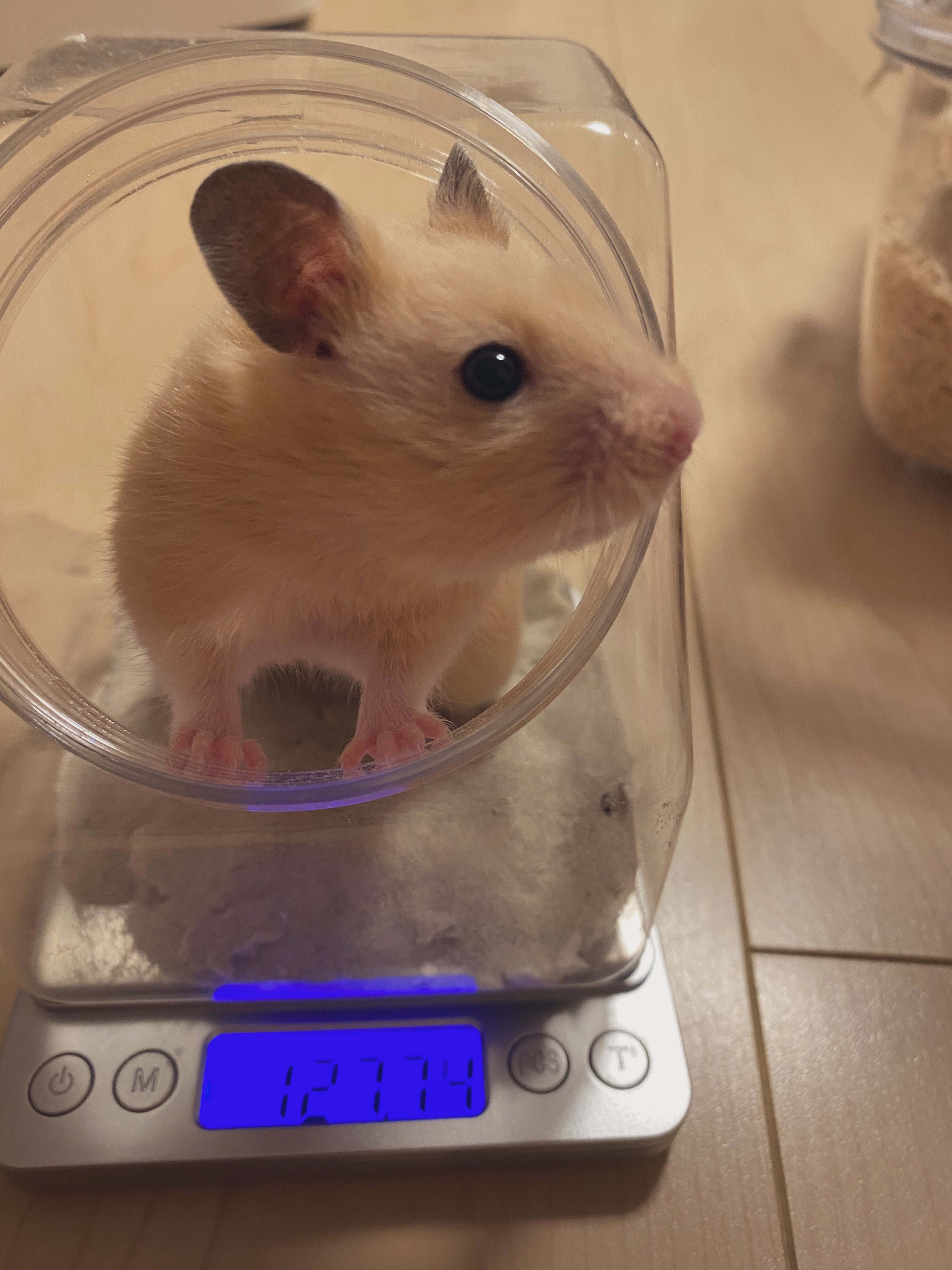 ミルクプリン 久しぶりの体重測定 128ｇ うちに来た時より倍になってるー 生後2ヶ月 キンクマ ハムスター ぷりんちゃん