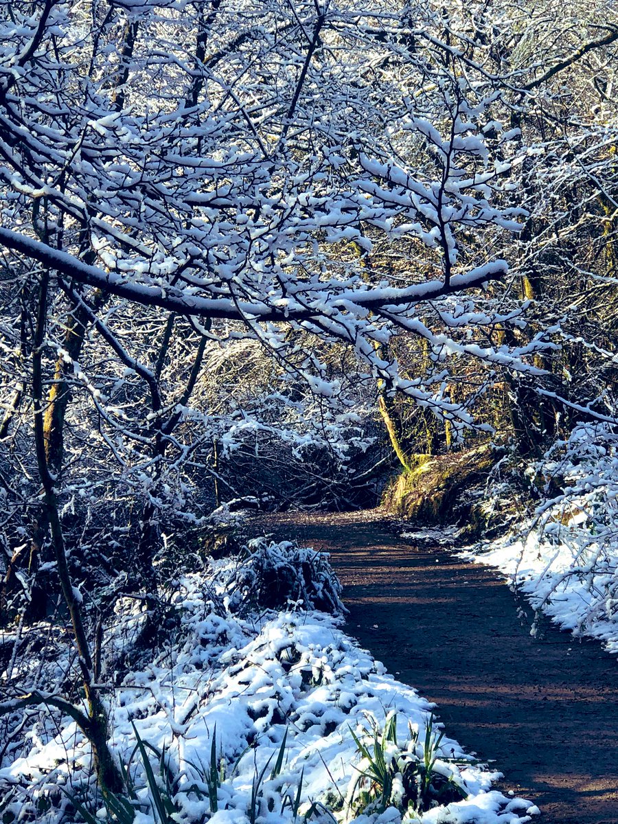sphoenix78's tweet photo. Breath taking walk out this morning with the lovely @MrsLaunders13  and Ted ! A real reset for the week ahead! There was a beautiful magnolia on out route and we even saw some deer! At Phillips’ Park . 💜 #gratitude #appreciateyoursurroundings #inthemoment #MakingTimeForMe https://t.co/xvRetodr65