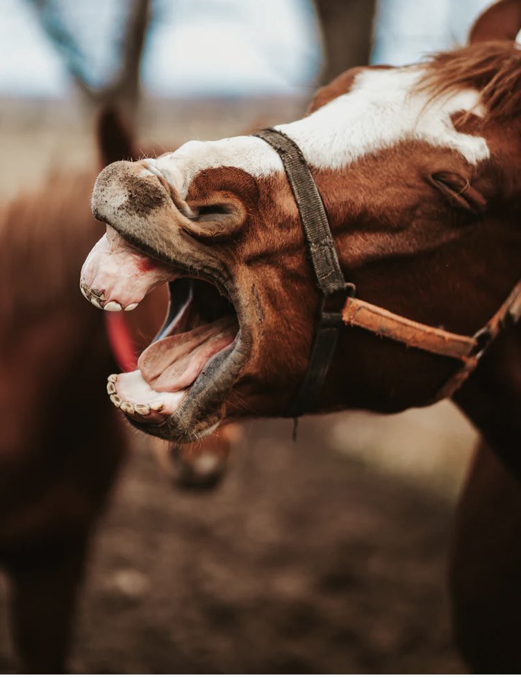 Happy National Pet Day! 🐾 
A day to celebrate the joy pets bring their owners and extended family and friends ❤️National Pet Day was established in 2006 by animal welfare advocate Colleen Paige.#pet #AnimalWelfare #care #mansbestfriend