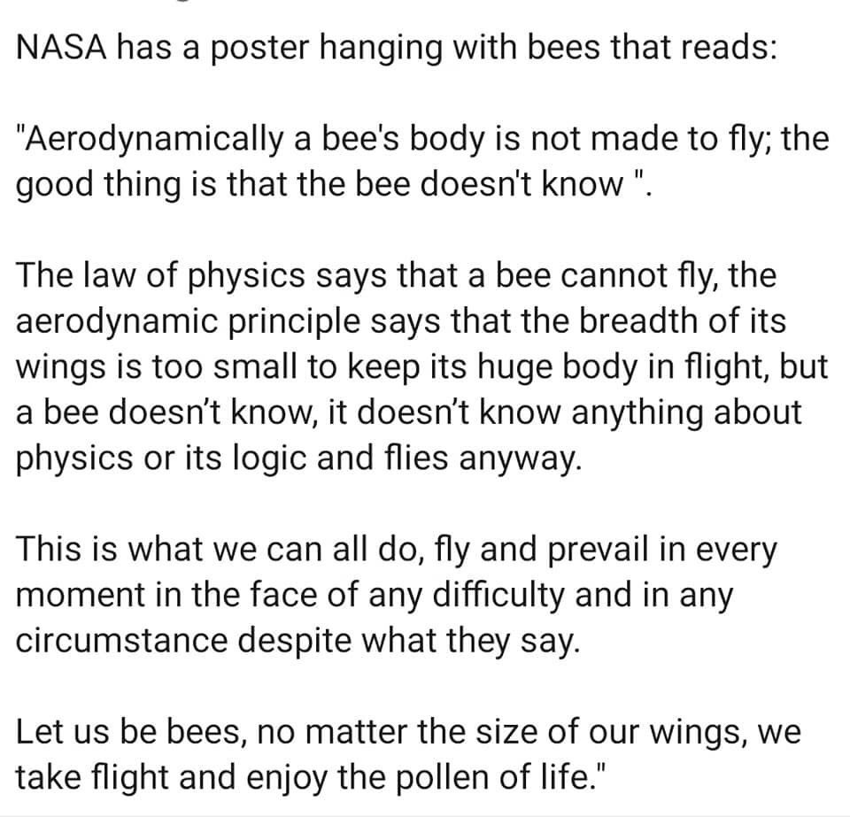 curriculumni's tweet photo. As we head into the new term ready to take flight #bemorebee #SundayFeels #flyanyway #nischools https://t.co/2W6gthClvo