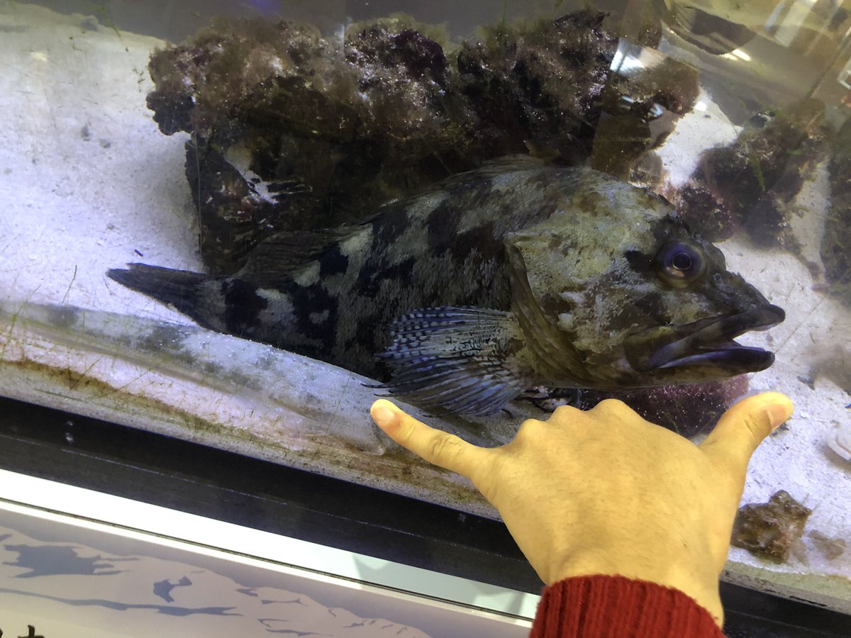 fuji1322ff's tweet photo. おそらく日本記録サイズのカサゴが飼われてるの見つけた
手尺で40センチ以上ある！
（親指から小指の先まで22センチ） https://t.co/FrB3uQ7RDN