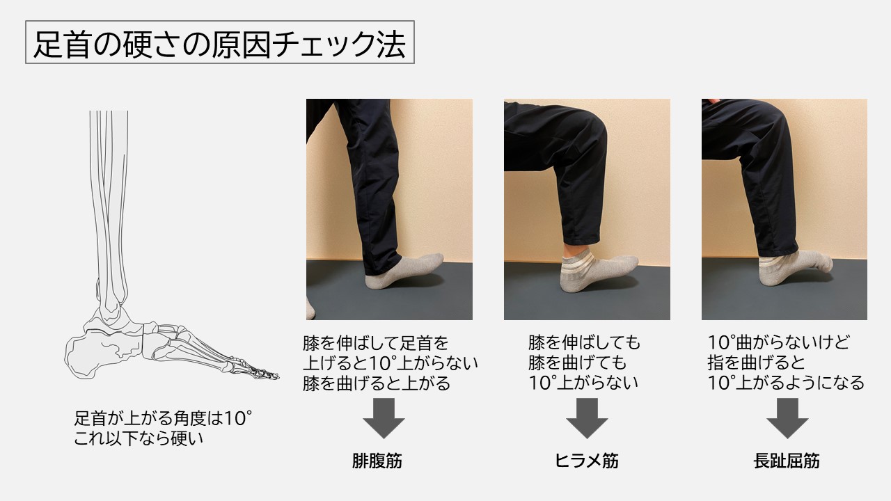 理学療法士キリツ 姿勢良くする人 ふくらはぎ瘦せなどで 足首をストレッチするときに 知って欲しいのが 足首の筋肉の どこが原因で硬くなっているか です 足首を上げる角度は10 くらい欲しいとこですが 10 上がらない場合は ふくらはぎの筋肉が硬くなってい