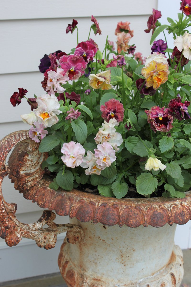 janjohnsen23's tweet image. Pansies are the perfect spring flower for pots, baskets and containers of all kinds. Here ruffled pansies are a delight in an antique metal planter.

#pansies #flowers #springplanter #floratopia #antiqueplanter #springflowers #gardeninspiration