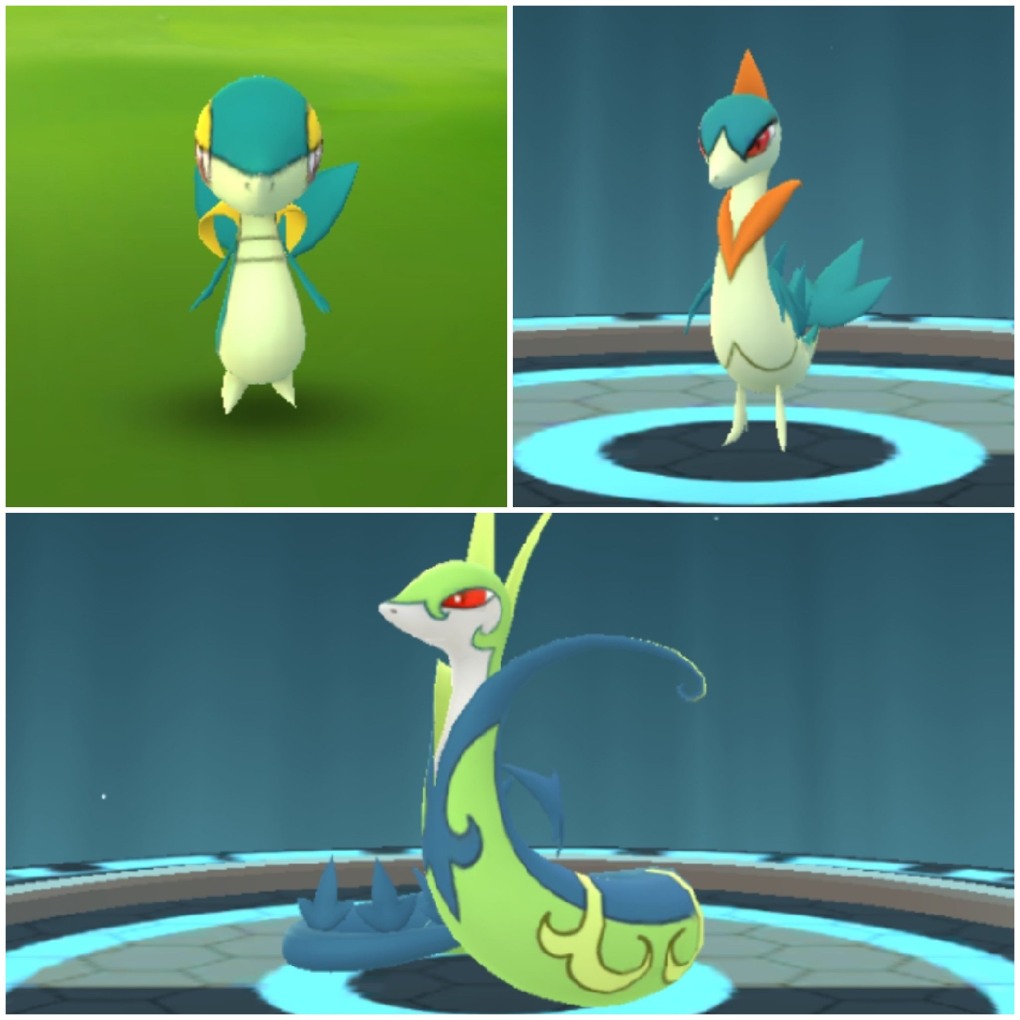 Amazinghisa 今日のポケモンgo活動1 ツタージャコミュニティお疲れ様でした 仕事でしたので 休憩中に頑張りました 色違いは10匹となかなかよく捕獲できたほうです ﾉ W ﾉ 高個体にはあまり恵まれなかったです ポケモンgo ツタージャ