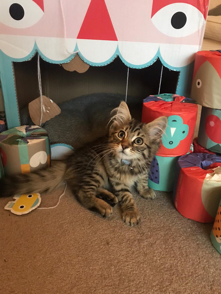Dotty's love for boxes might have come from the online shopping game being so strong in her house during lockdown. Or perhaps nostalgia of her kitten bed made from her fave toilet paper  #SocEnt  @WhoGivesACrapTP   #PetsOfSSE
