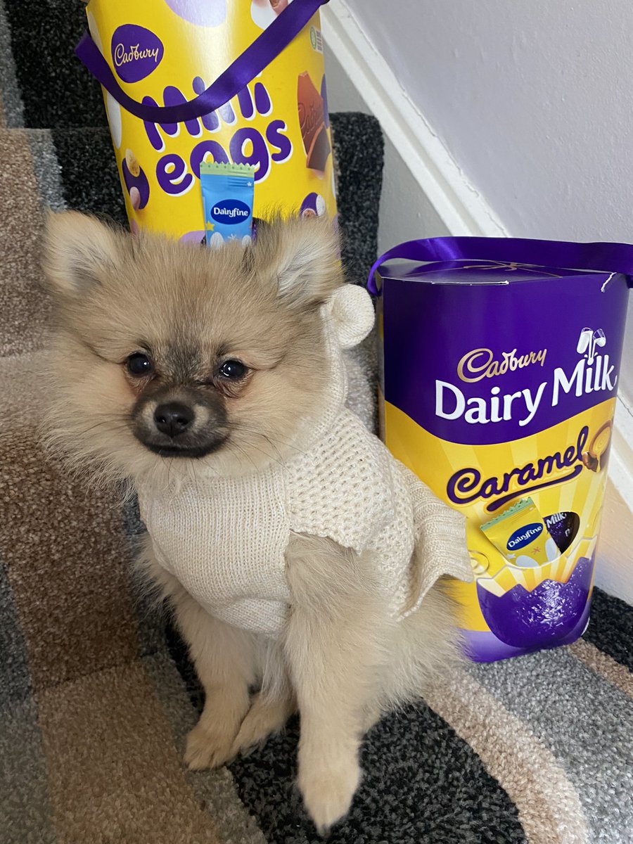 geogoldsmith's tweet photo. @isawitfirst #IPAWICONS IG: Pearl.thepom 
🐾💕 https://t.co/LoIKul4akn