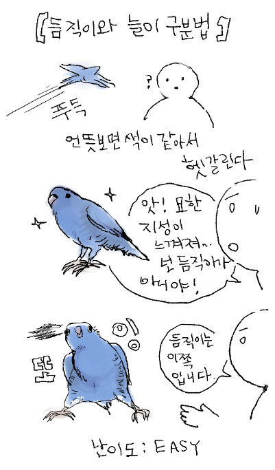 이것을 바탕으로 위의 사진에서 듬직이를 찾으면 1초만에 찾을 수 있답니다! 가장 오잉...또잉...하고 이상한 새가 듬직이...! 