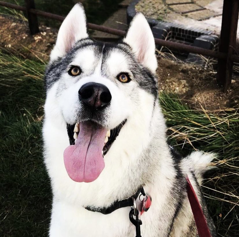 oooGoth's tweet photo. Honestly this little fluffy man means the world to me 🐺  
#NationalPetDay #dogs #DogsofTwittter #cutedog #husky https://t.co/EXbFA9uD2k