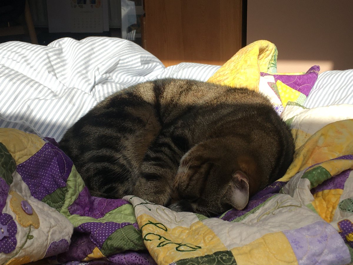 Wish we could doze in the sun like gorgeous Charlie   #PetsOfSSE
