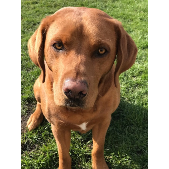 “I am not in any way biased, however, just to say that Freddie is the most handsome dog in the region - if not everywhere.” Who agrees with Dena from our  @SSE_Yorks_NE?  #PetsOfSSE