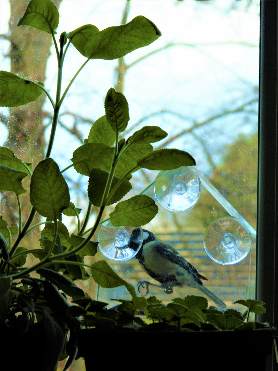 #GreatTits on the kitchen window sill. It has only taken 3 months for them to ignore me long enough for me to get the camera out.

#ParusMajor #Paridae #365DaysWild #twitterbirders #GardenBirds #BirdWatch #BirdTwitter