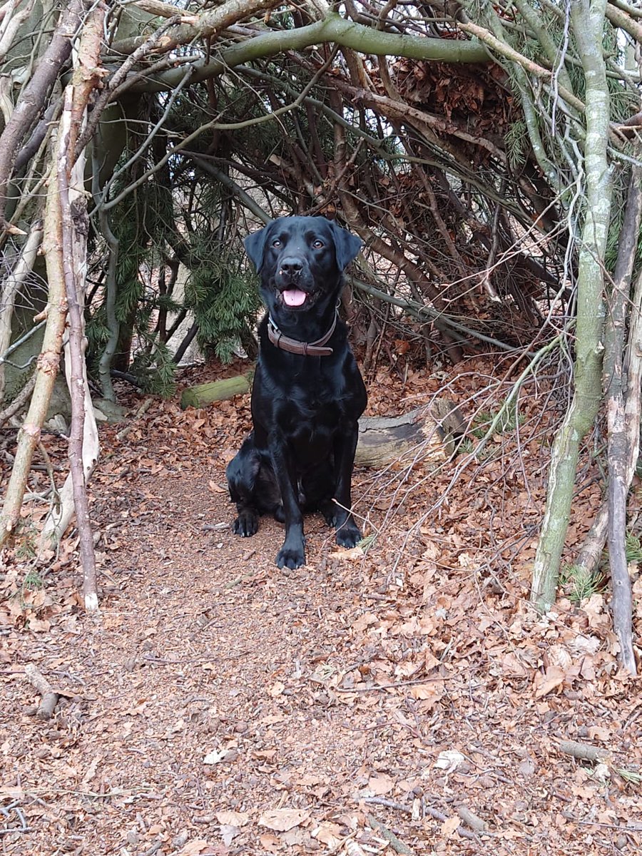 Ben14747731's tweet photo. In our house, every day is #NationalPetDay, but couldn't resist posting.
Liam- the goodest, happiest boy you'll ever meet! https://t.co/NwiP0peTT7