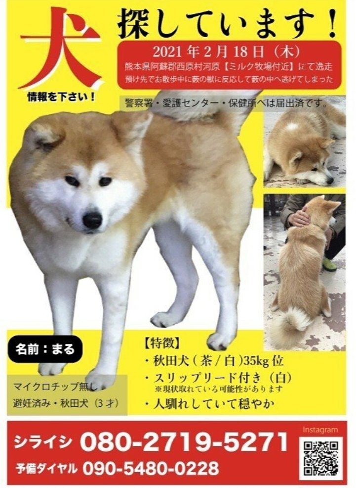 ℍ𝕒𝕟𝕒 阿蘇ミルク牧場から行方不明の秋田犬のマルちゃん 狂犬病予防注射の接種会場一覧です 行かれる皆様 首の 後ろが白い毛模様 舌斑のあるメスの秋田犬が居ないか確認して下さいませんか また会場を見回って下さるボランティアさんいませんか ℍ𝕒𝕟𝕒 阿蘇ミルク牧場から行方不明の秋田犬のマルちゃん 狂犬病予防注射の接種会場一覧です 行かれる皆様 首の 後ろが白い毛模様 舌斑のあるメスの秋田犬が居ないか確認して下さいませんか また会場を見回って下さるボランティアさんいませんか
