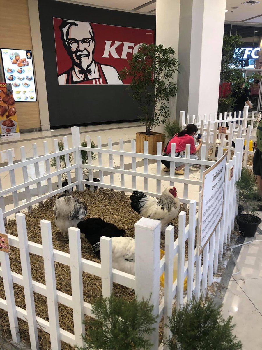 สดจริง ส่งตรงจากหน้าร้าน