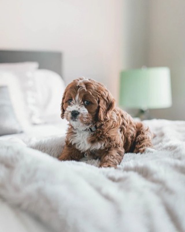 TajVillageGoa's tweet photo. The truth about pets is that they offer us unconditional love. Let's give it back with a fantastic holiday specially curated for them @TajHolidayVillage.
#TajHolidayVillage #TajHotel #Goa #Petcation #PetDay https://t.co/ZHrGvD2LKv