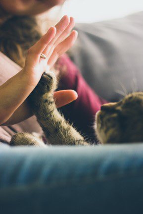 tajfortaguada's tweet photo. Show your beloved furry family members just how special they are @TajFortAguada.
#TajHotels #Luxury #Goa #Petcation #PetDay https://t.co/gmoKayID4r
