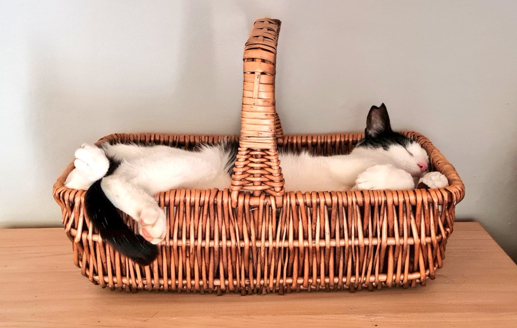 #catbasketsunday Enjoying a well earned afternoon #catnap 🥰 #CatsOfTwitter #CatBoxSunday #Mitch