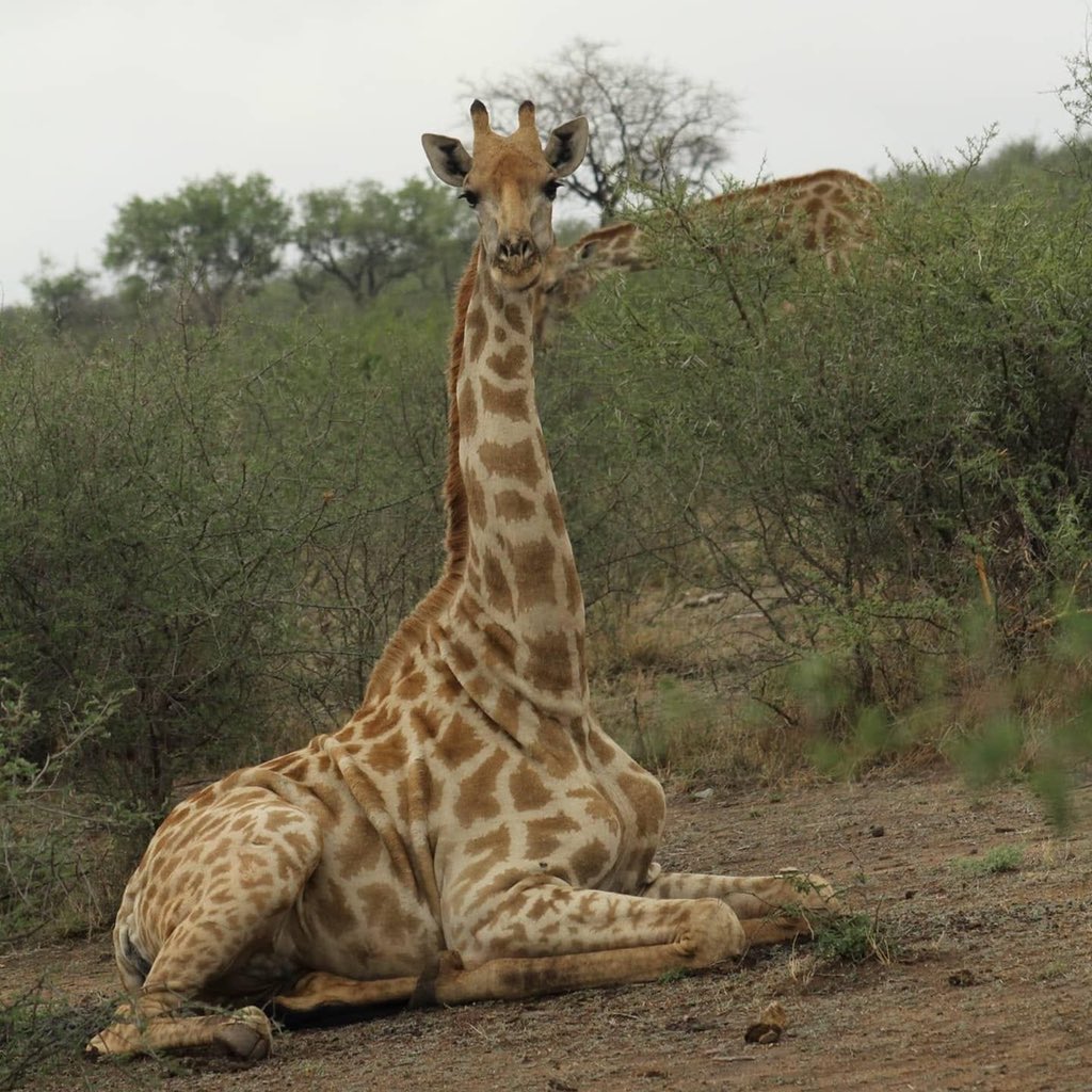 Giraffe Lying Down