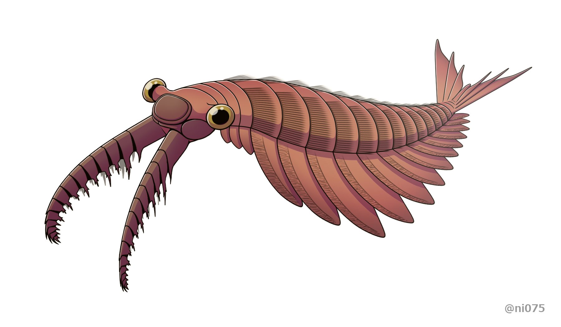 Amazon.co.jp: lilizzhoumax 古生物学シリーズ、アノマロカリス