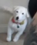 HoosierFreind's tweet photo. I wanna bring up a sensitive topic. After watching @frank_tgr 's video yesterday about Rev scamming. I saw his dog frozen in free afraid to move. He wants to make fun of Gary, Shanny and Rev about being bad floof parents, glass houses my friend. #savedoggo https://t.co/C4NTVpUnHI