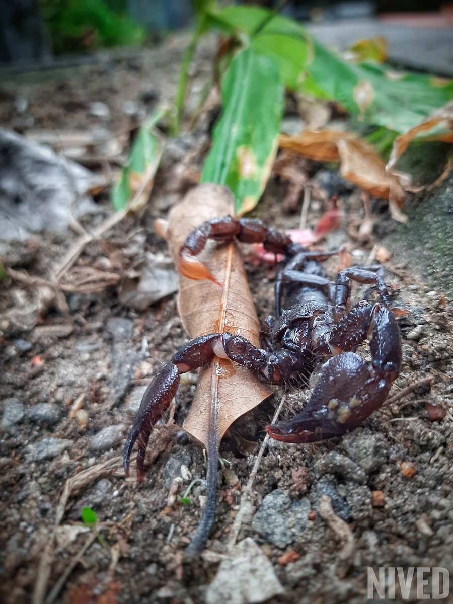 mr_nived's tweet image. 🦂Emperor Scorpion🦂
#Scorpion #emperorscorpion
#wildlife #wildlifephotography #poison #mobilephotography #samsungm31 #deadly #animal  #dangerous #photograghy
#NaturePhotography #TwitterNatureCommunity #Kerala 
#India
