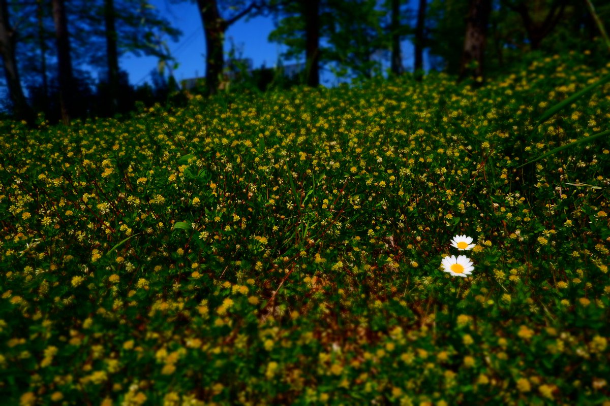 PhotoAkasi's tweet photo. 春を探しに。
#写真好きな人と繋がりたい https://t.co/q7iDioVjXZ