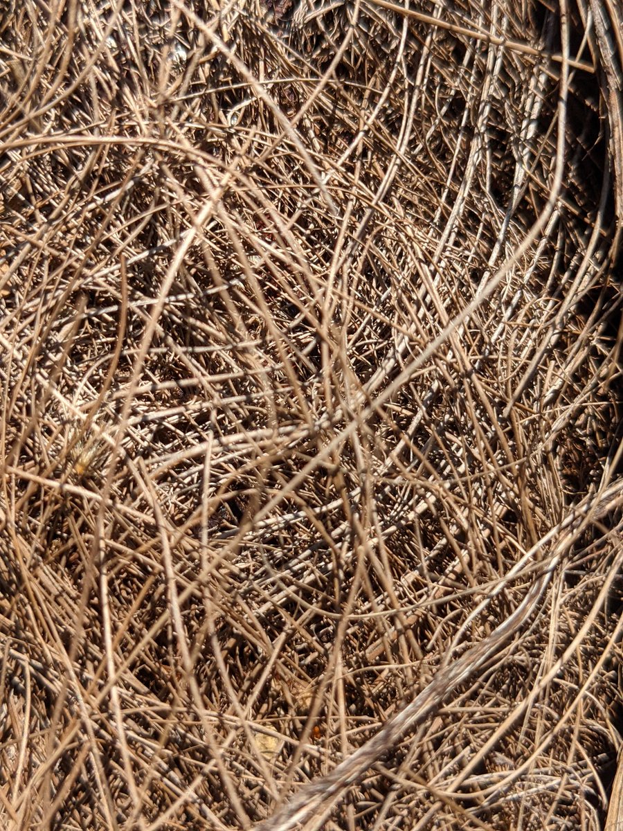 TreesHugged's tweet photo. Someone needs a comb #treetextures https://t.co/bIAmtphzhK