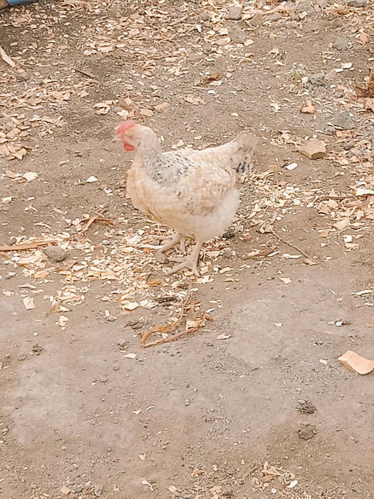 LynSuFresh1's tweet photo. Our kienyeji chicken at 7 weeks, fed by our very own home made feeds. We are happy with the results so far. https://t.co/ifS5rVVPK4