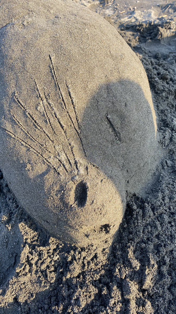 江ノ島イルカ部@砂イルカ on X: 