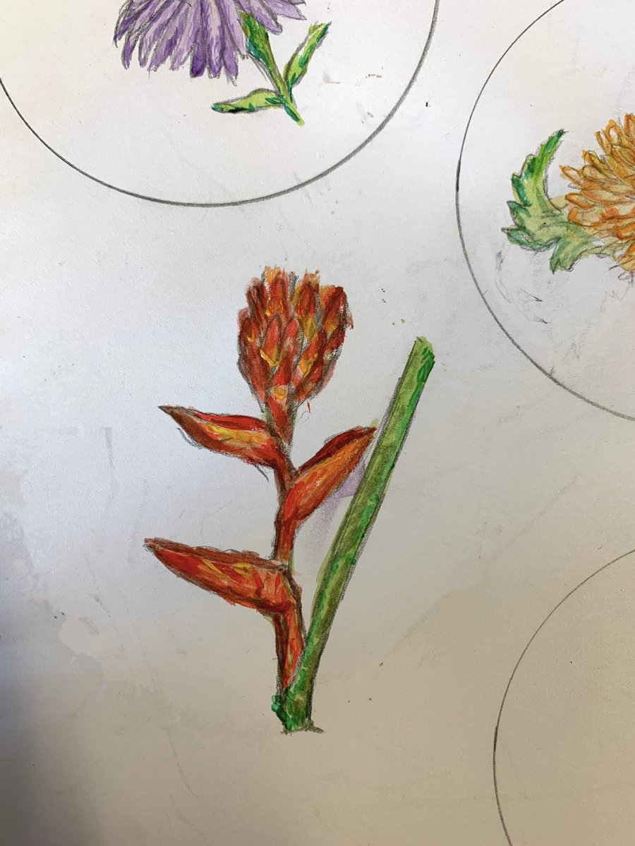 Heliconias a tropical rainforest flower 🌹 #gardening #agriculture #flowers #climatechange #environment #nature #Philippines