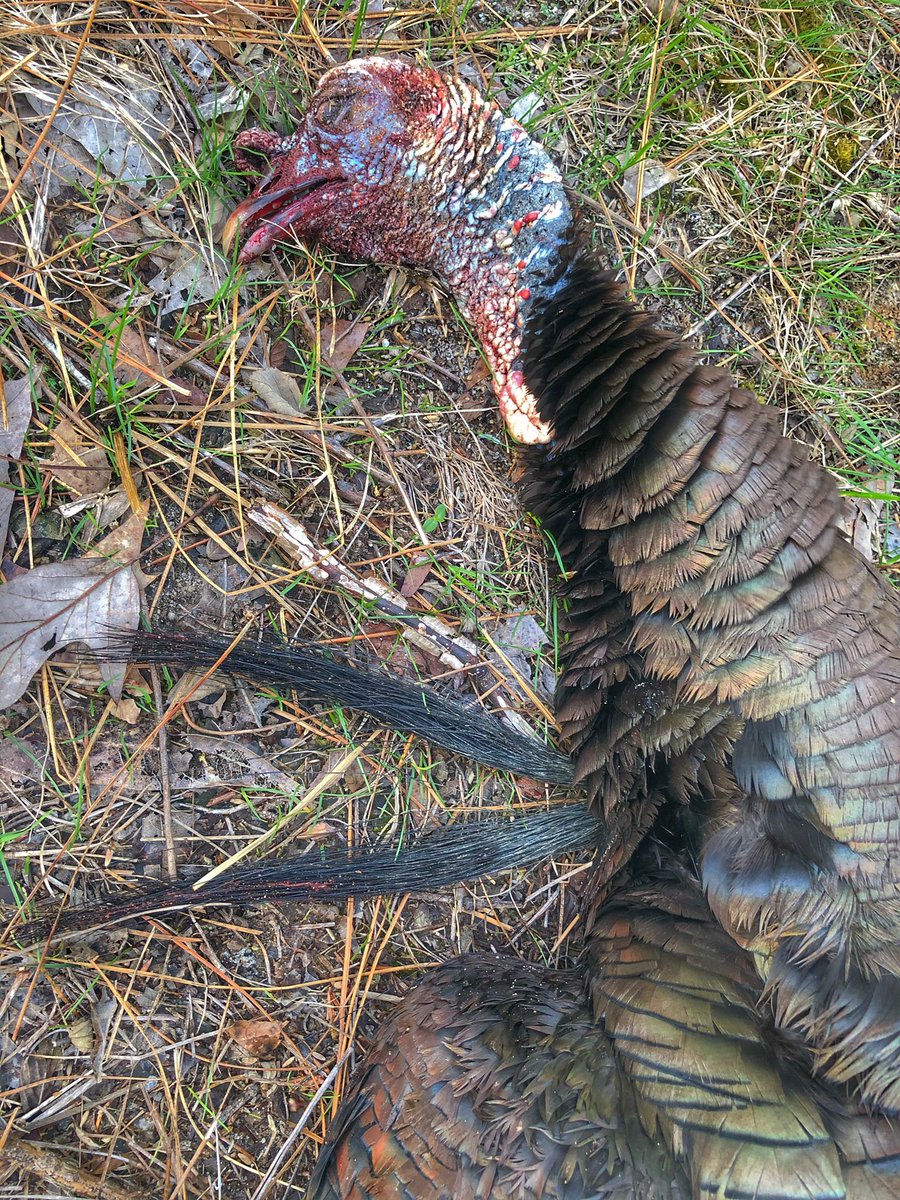 GAhuntingGal's tweet photo. Alabama didn’t disappoint❤️ #turkeydown #realtree #whatgetsyououtdoors #cantstoptheflop https://t.co/fKs5f7lwDh