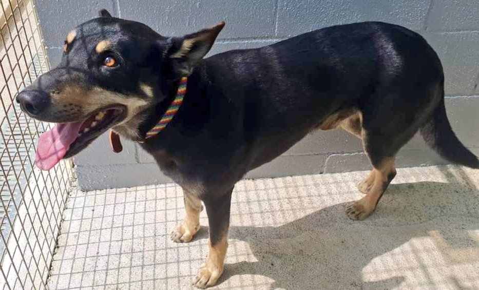 Gos trobat a #Dosrius. No duu xip, si saps d'algú q l'està cercant &gt; 669053146 #xarxabarcelonatrobats #gràcies #maresme